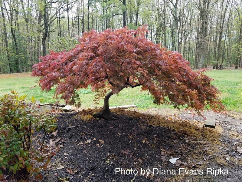 - Acer palmatum 'Octopus' Weeping Japanese Maple - Mr Maple │ Buy Japanese Maple Trees