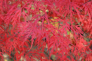- Acer palmatum 'Octopus' Weeping Japanese Maple - Mr Maple │ Buy Japanese Maple Trees