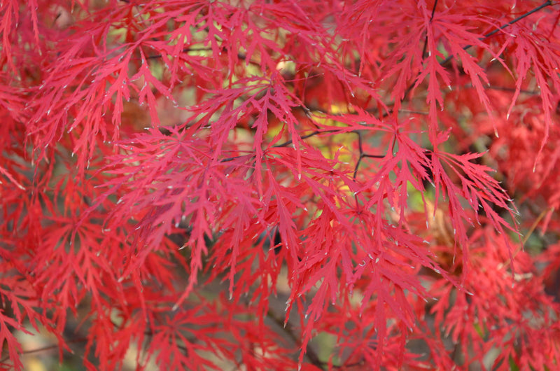 - Acer palmatum 'Octopus' Weeping Japanese Maple - Mr Maple │ Buy Japanese Maple Trees