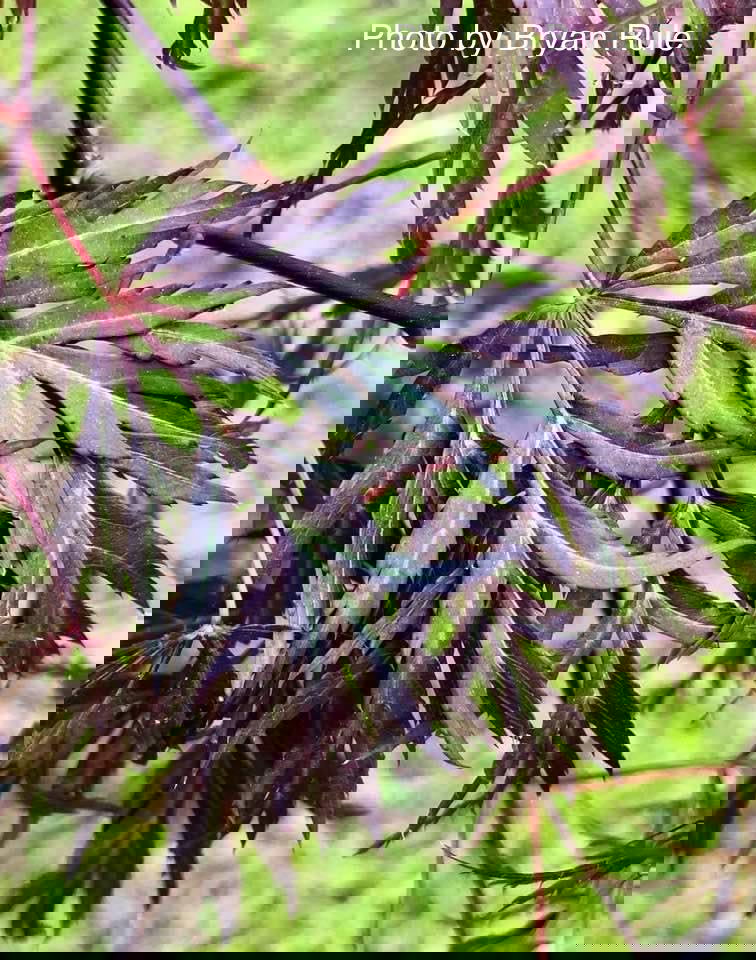 - Acer palmatum 'Octopus' Weeping Japanese Maple - Mr Maple │ Buy Japanese Maple Trees