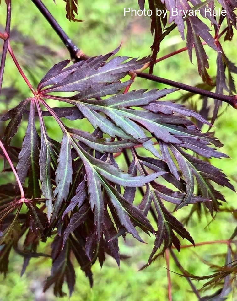 Buy Acer palmatum 'Octopus' Weeping Japanese Maple — Mr Maple │ Buy ...