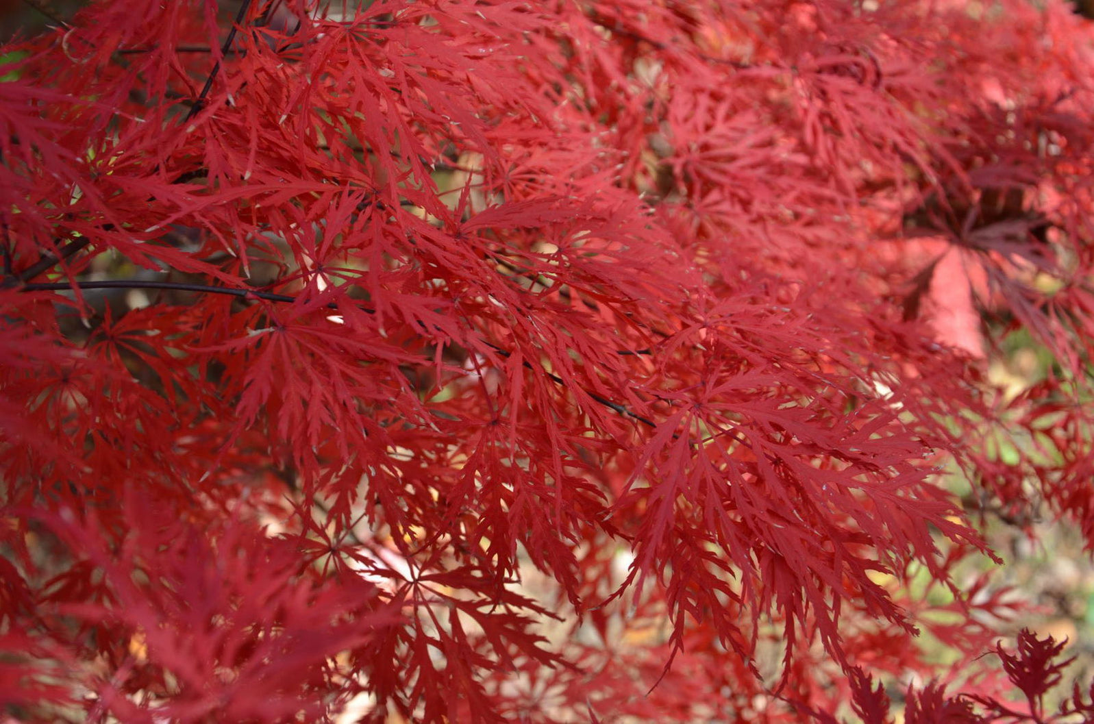 Buy Acer palmatum 'Octopus' Weeping Japanese Maple — Mr Maple │ Buy ...