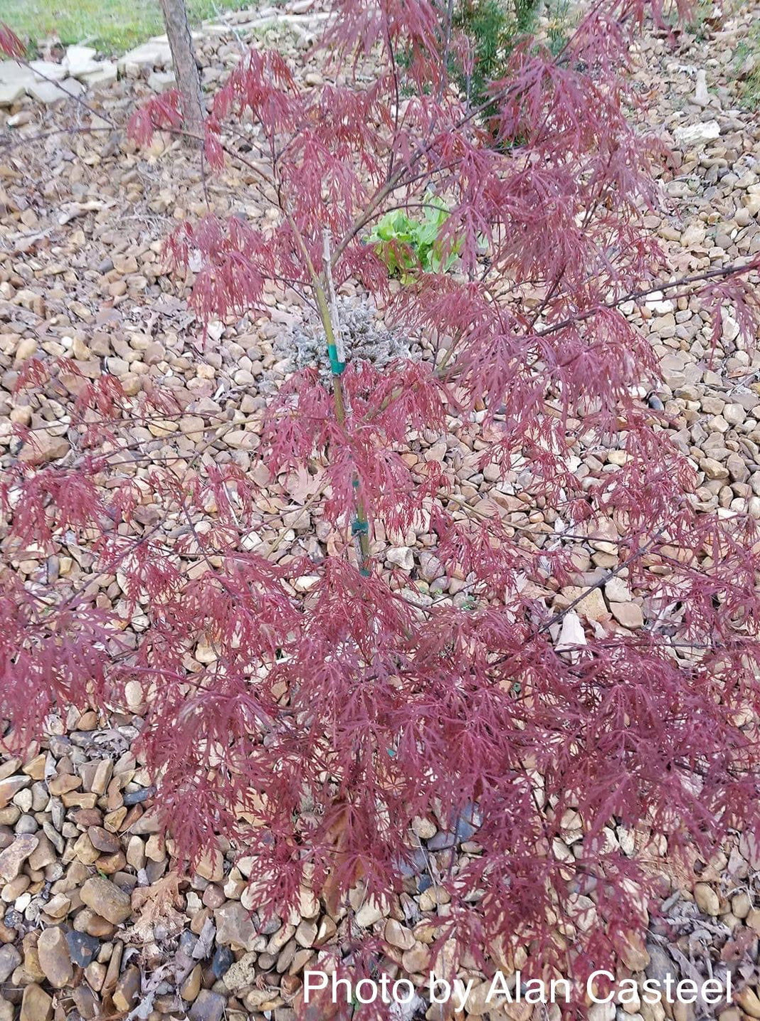 Buy Acer palmatum 'Octopus' Weeping Japanese Maple — Mr Maple │ Buy ...