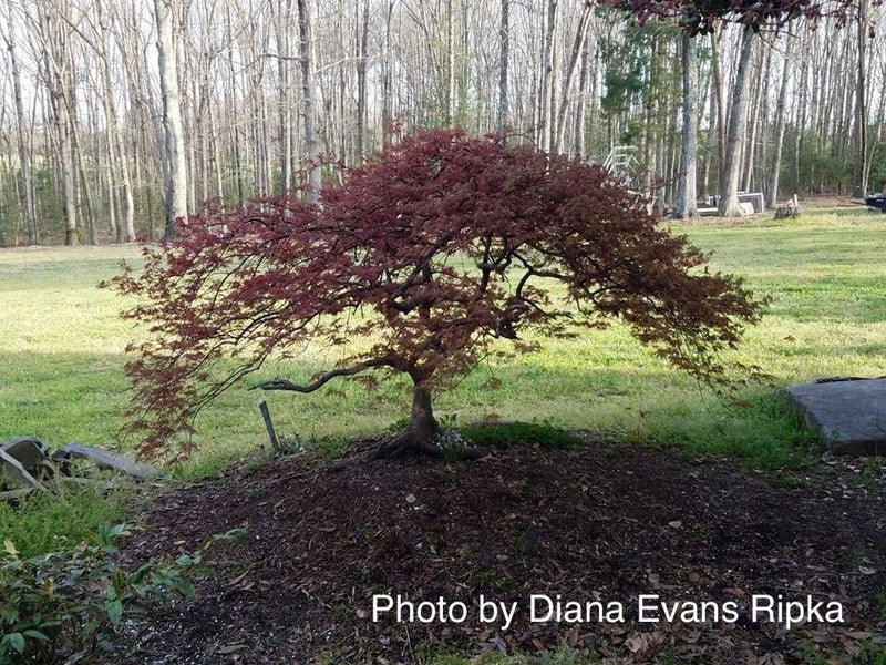 - Acer palmatum 'Octopus' Weeping Japanese Maple - Mr Maple │ Buy Japanese Maple Trees