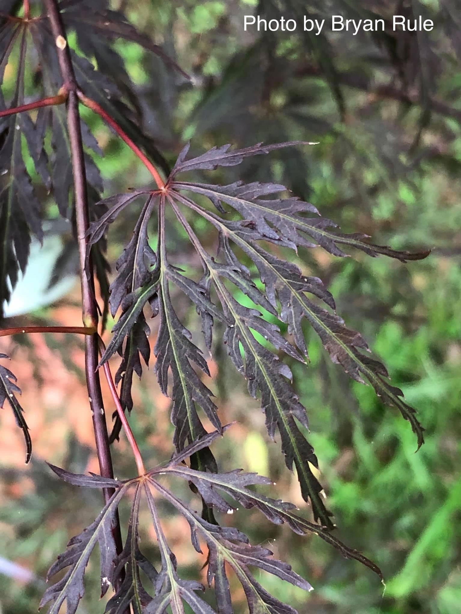 Buy Acer palmatum 'Octopus' Weeping Japanese Maple — Mr Maple │ Buy ...