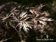 - Acer palmatum 'Octopus' Weeping Japanese Maple - Mr Maple │ Buy Japanese Maple Trees