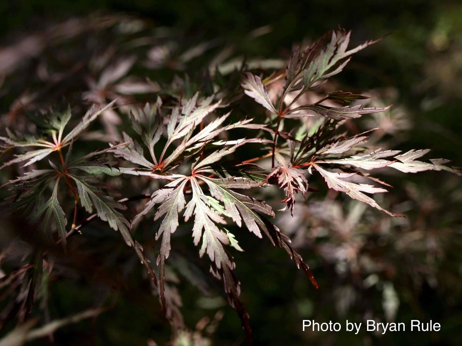 Buy Acer palmatum 'Octopus' Weeping Japanese Maple — Mr Maple │ Buy ...