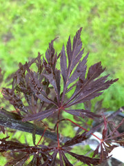 - Acer palmatum 'Octopus' Weeping Japanese Maple - Mr Maple │ Buy Japanese Maple Trees