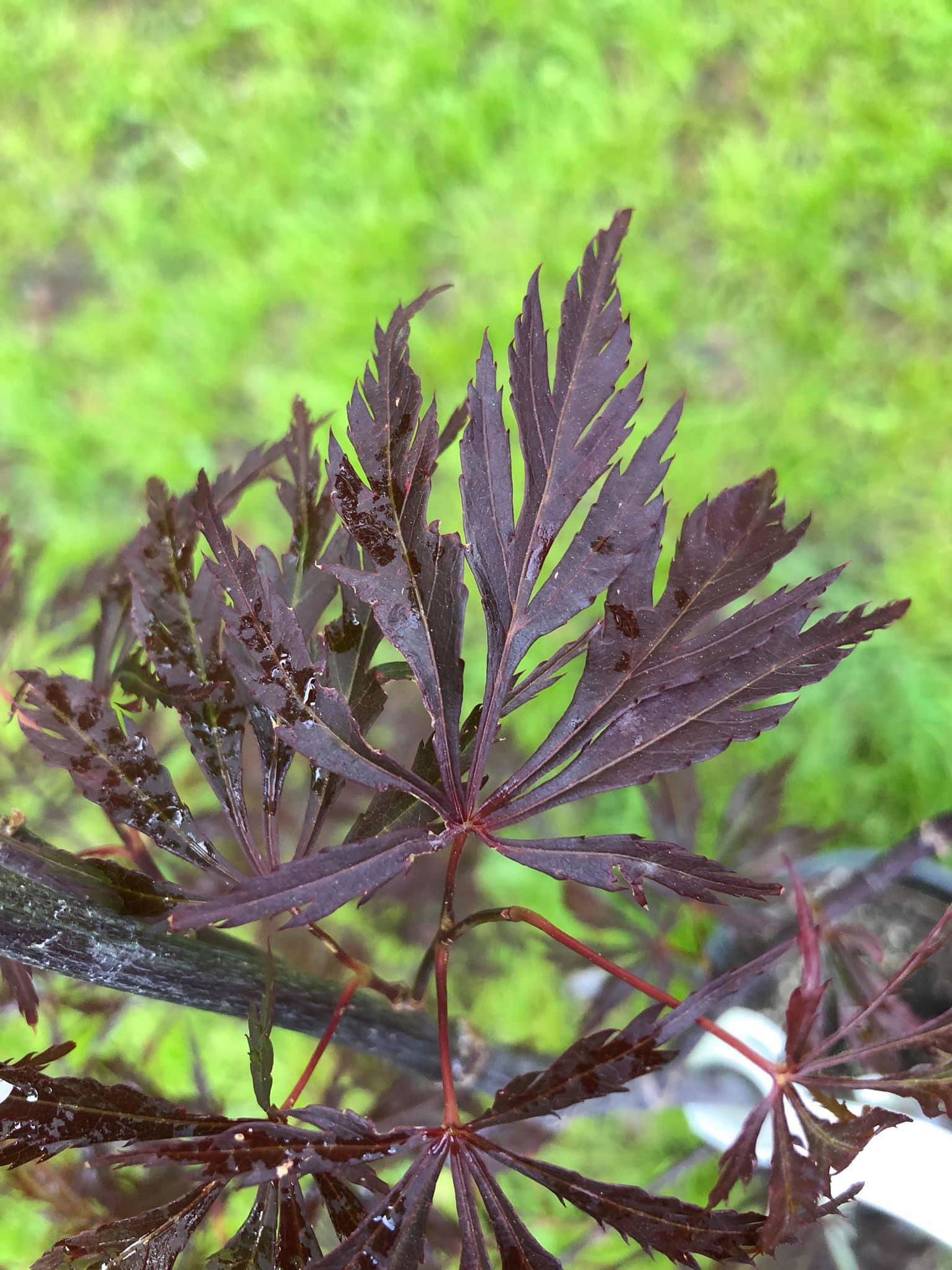 Buy Acer palmatum 'Octopus' Weeping Japanese Maple — Mr Maple │ Buy ...