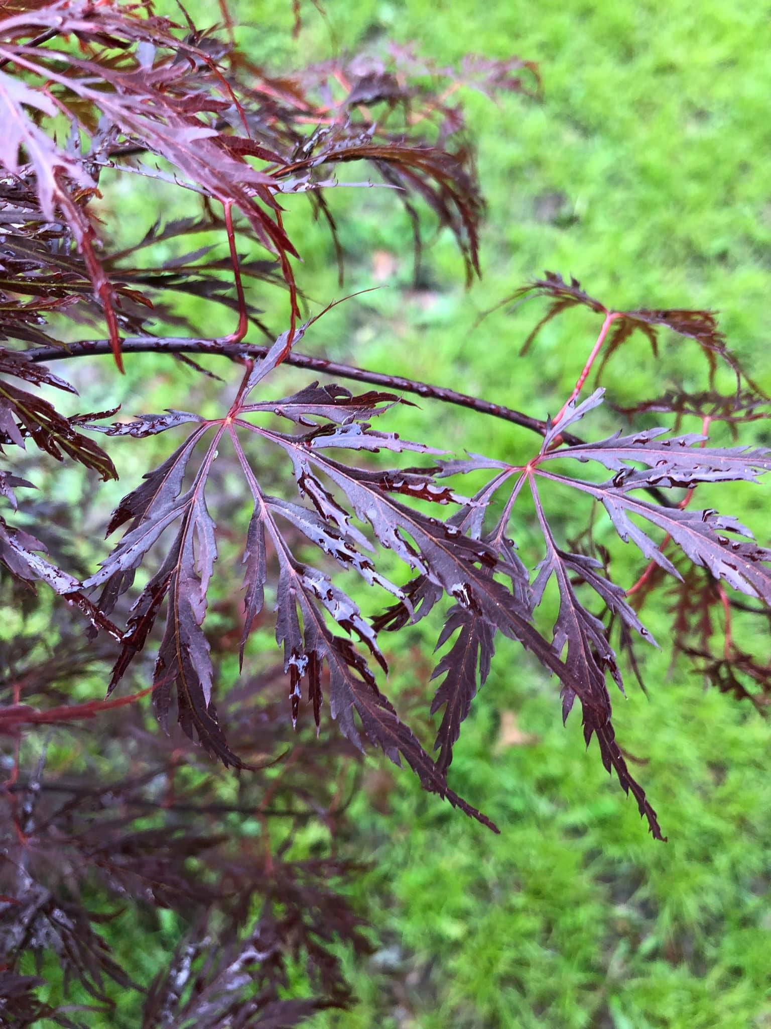 Buy Acer palmatum 'Octopus' Weeping Japanese Maple — Mr Maple │ Buy ...