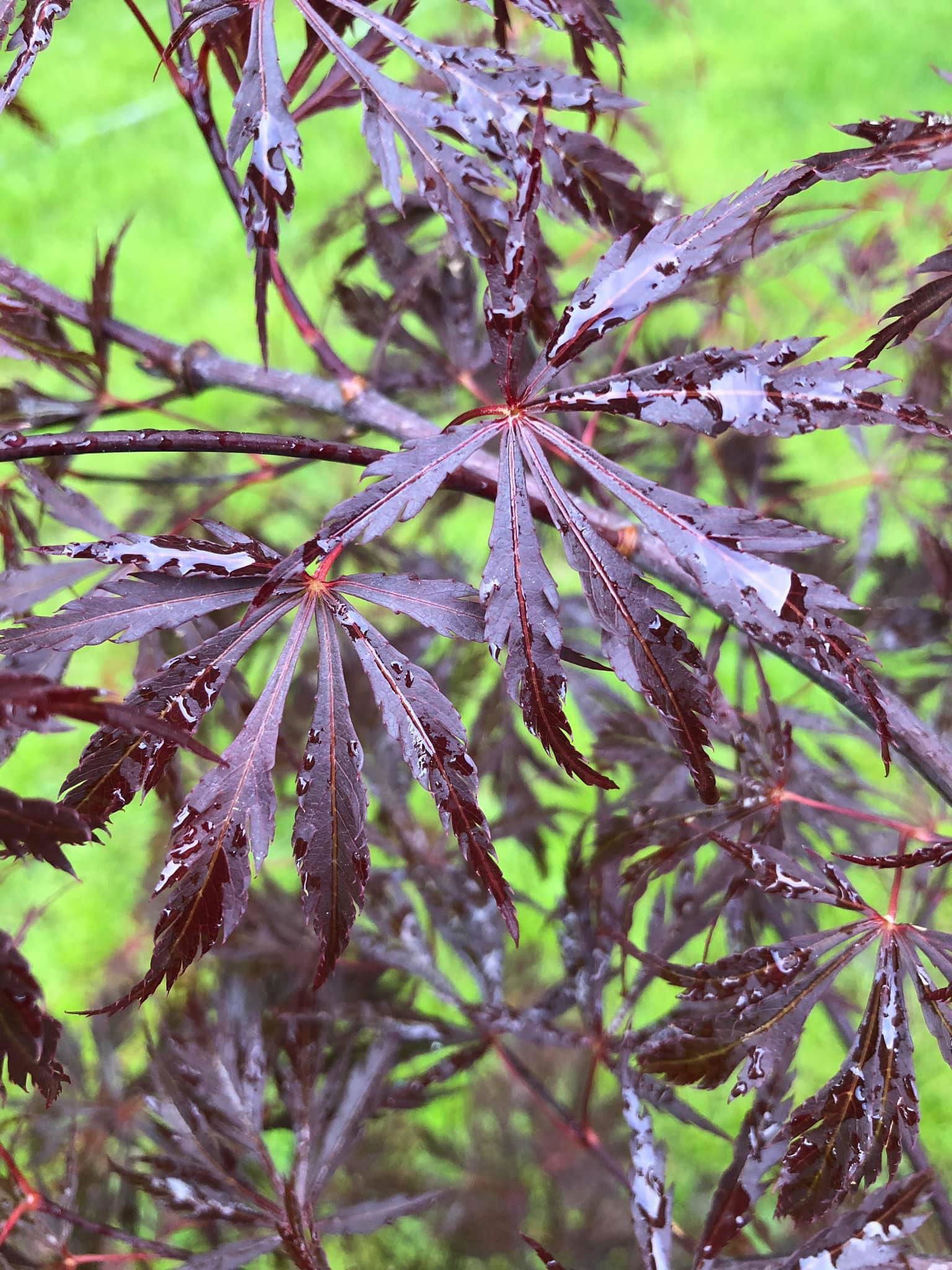 Buy Acer palmatum 'Octopus' Weeping Japanese Maple — Mr Maple │ Buy ...