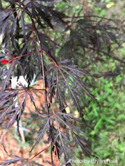 - Acer palmatum 'Octopus' Weeping Japanese Maple - Mr Maple │ Buy Japanese Maple Trees