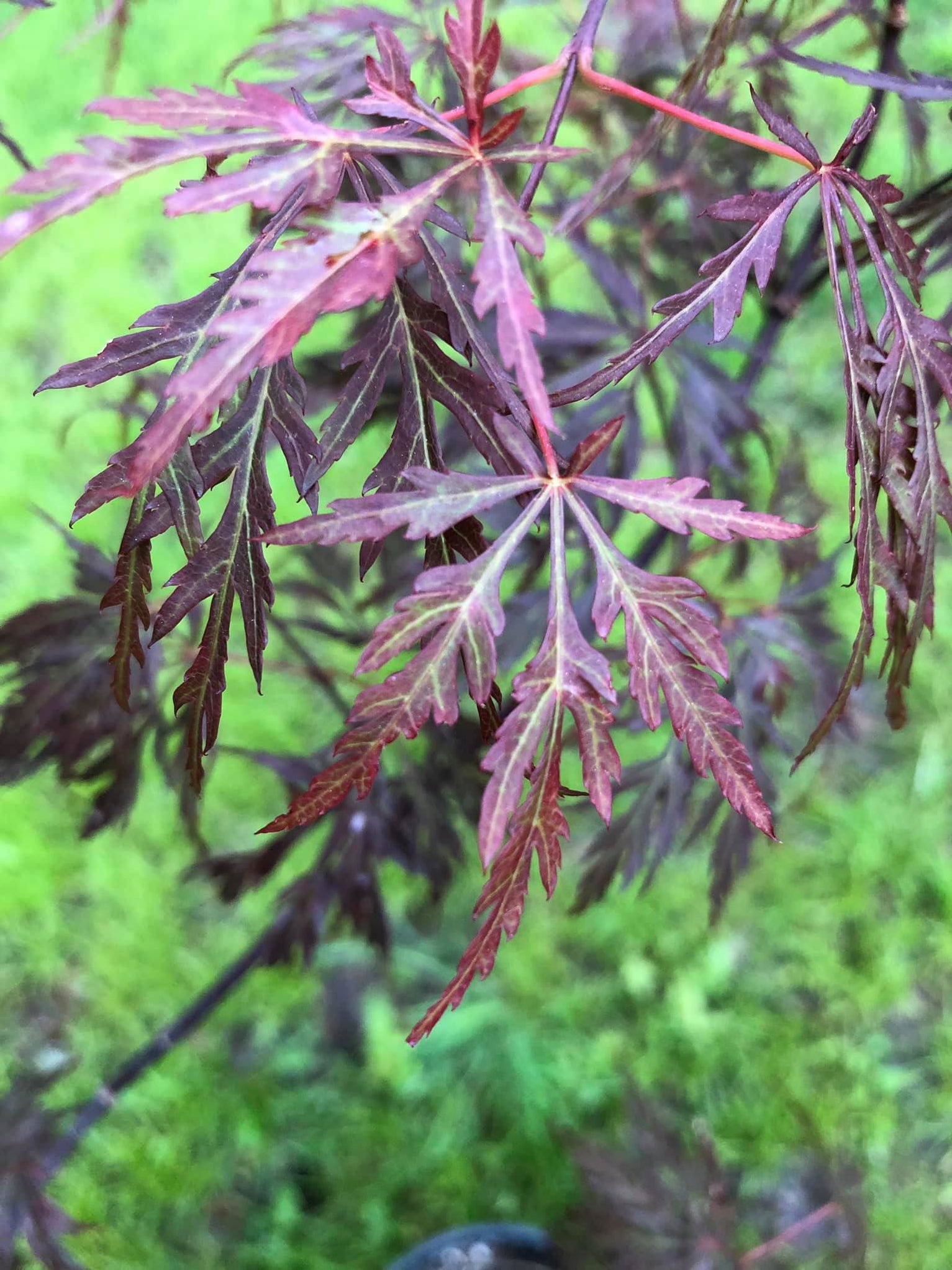 Buy Acer palmatum 'Octopus' Weeping Japanese Maple — Mr Maple │ Buy ...