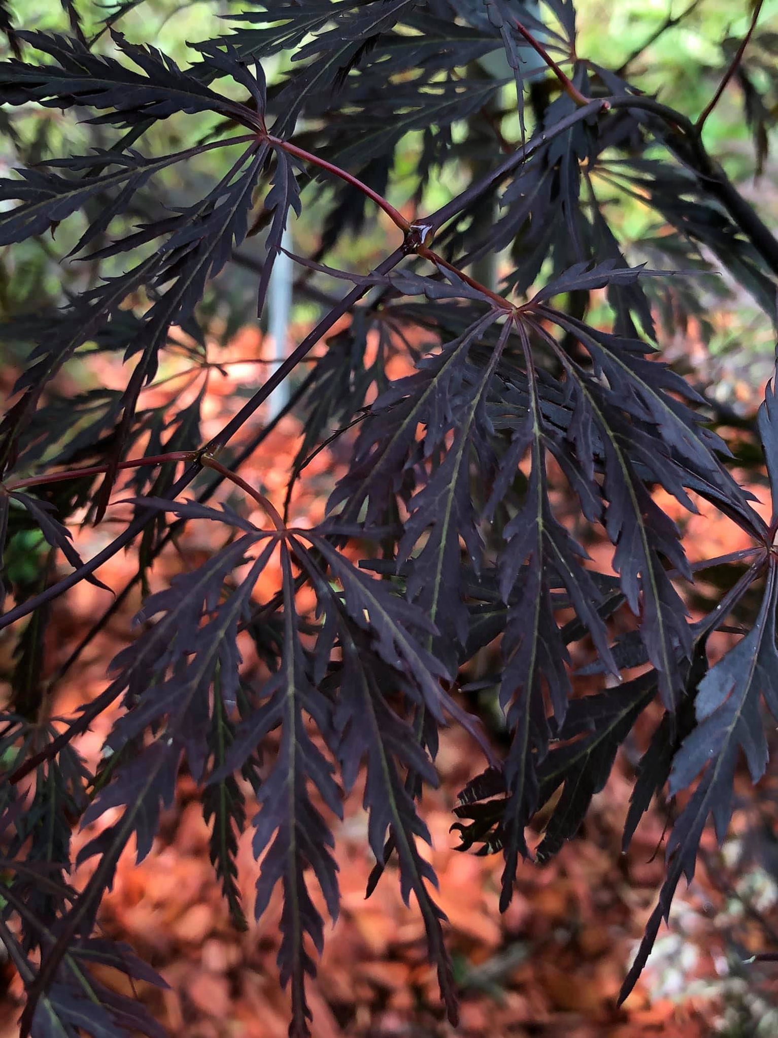 Buy Acer palmatum 'Octopus' Weeping Japanese Maple — Mr Maple │ Buy ...