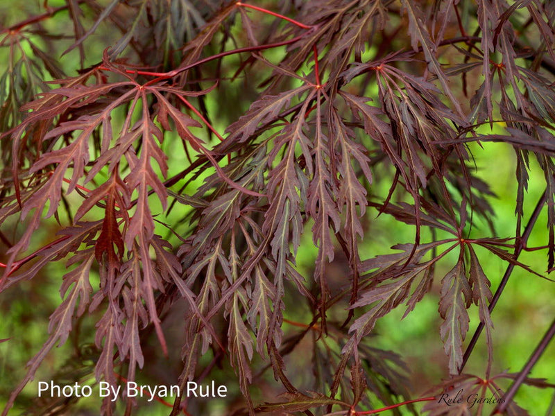 - Acer palmatum 'Octopus' Weeping Japanese Maple - Mr Maple │ Buy Japanese Maple Trees