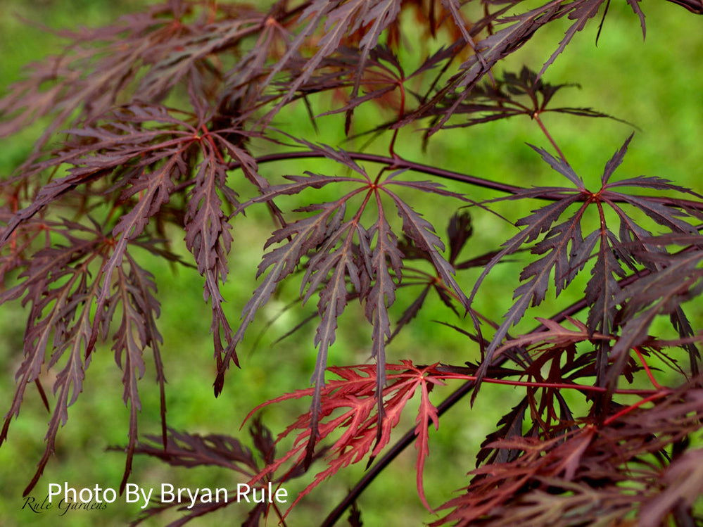 Buy Acer palmatum 'Octopus' Weeping Japanese Maple — Mr Maple │ Buy ...
