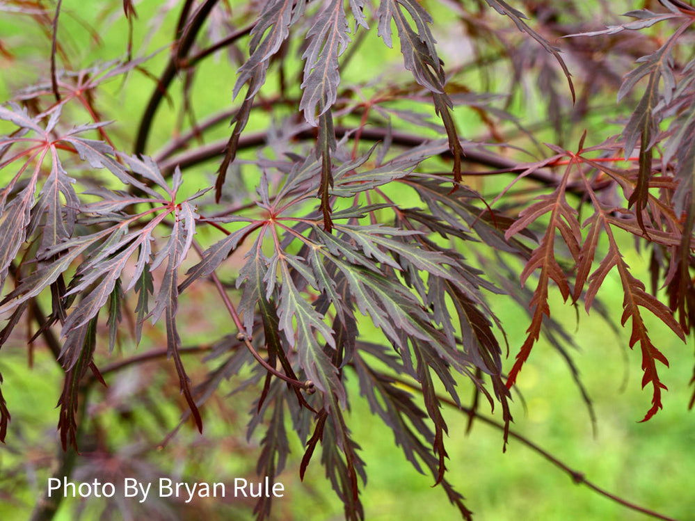 Buy Acer palmatum 'Octopus' Weeping Japanese Maple — Mr Maple │ Buy ...