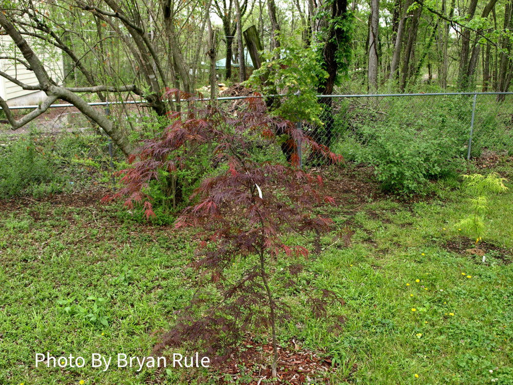 Buy Acer palmatum 'Octopus' Weeping Japanese Maple — Mr Maple │ Buy ...