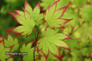 - Acer palmatum 'Ogi tsuma gaki' Purple Border Japanese Maple - Mr Maple │ Buy Japanese Maple Trees