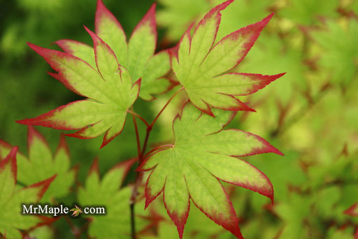 - Acer palmatum 'Ogi tsuma gaki' Purple Border Japanese Maple - Mr Maple │ Buy Japanese Maple Trees