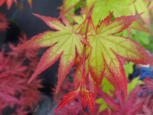 - Acer palmatum 'Ogi tsuma gaki' Purple Border Japanese Maple - Mr Maple │ Buy Japanese Maple Trees