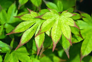 - Acer palmatum 'Ogi tsuma gaki' Purple Border Japanese Maple - Mr Maple │ Buy Japanese Maple Trees