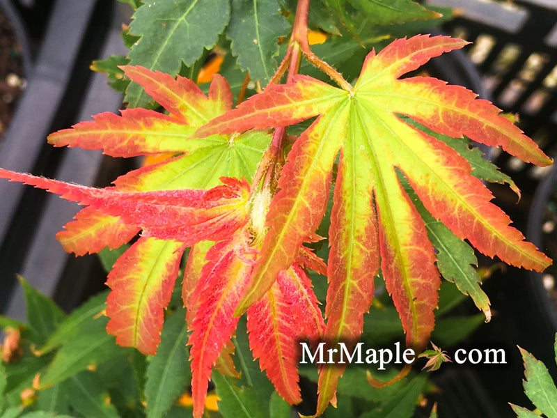 - Acer palmatum 'Ogi tsuma gaki' Purple Border Japanese Maple - Mr Maple │ Buy Japanese Maple Trees