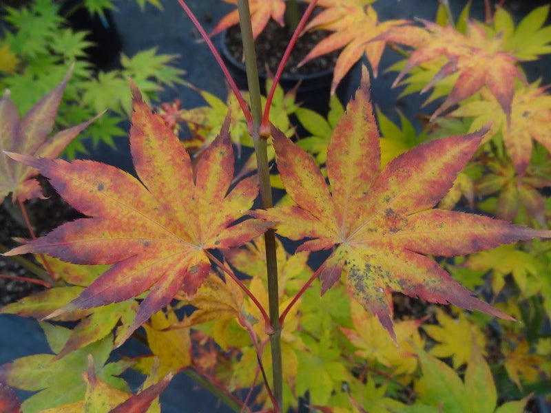 - Acer palmatum 'Ogi tsuma gaki' Purple Border Japanese Maple - Mr Maple │ Buy Japanese Maple Trees