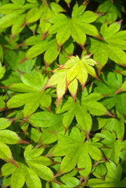 - Acer palmatum 'Ogi tsuma gaki' Purple Border Japanese Maple - Mr Maple │ Buy Japanese Maple Trees