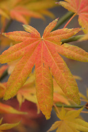 - Acer palmatum 'Ogi tsuma gaki' Purple Border Japanese Maple - Mr Maple │ Buy Japanese Maple Trees