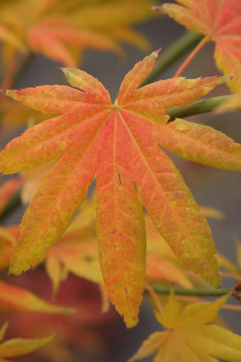 - Acer palmatum 'Ogi tsuma gaki' Purple Border Japanese Maple - Mr Maple │ Buy Japanese Maple Trees