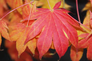 - Acer palmatum 'Ogi tsuma gaki' Purple Border Japanese Maple - Mr Maple │ Buy Japanese Maple Trees
