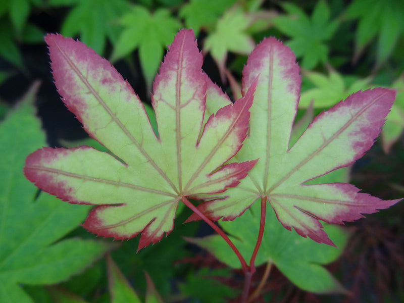 - Acer palmatum 'Ogi tsuma gaki' Purple Border Japanese Maple - Mr Maple │ Buy Japanese Maple Trees