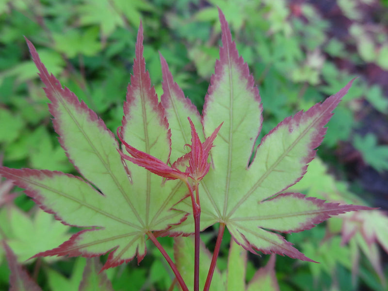 - Acer palmatum 'Ogi tsuma gaki' Purple Border Japanese Maple - Mr Maple │ Buy Japanese Maple Trees
