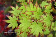 - Acer palmatum 'Ogi tsuma gaki' Purple Border Japanese Maple - Mr Maple │ Buy Japanese Maple Trees