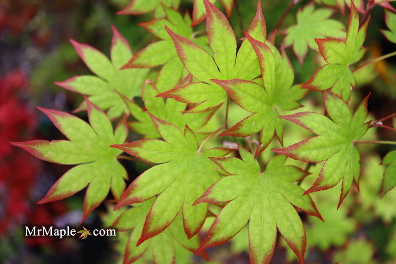 - Acer palmatum 'Ogi tsuma gaki' Purple Border Japanese Maple - Mr Maple │ Buy Japanese Maple Trees
