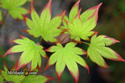 - Acer palmatum 'Ogi tsuma gaki' Purple Border Japanese Maple - Mr Maple │ Buy Japanese Maple Trees
