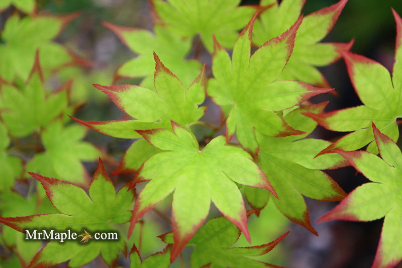 - Acer palmatum 'Ogi tsuma gaki' Purple Border Japanese Maple - Mr Maple │ Buy Japanese Maple Trees