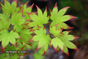 - Acer palmatum 'Ogi tsuma gaki' Purple Border Japanese Maple - Mr Maple │ Buy Japanese Maple Trees