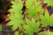 - Acer palmatum 'Ogi tsuma gaki' Purple Border Japanese Maple - Mr Maple │ Buy Japanese Maple Trees