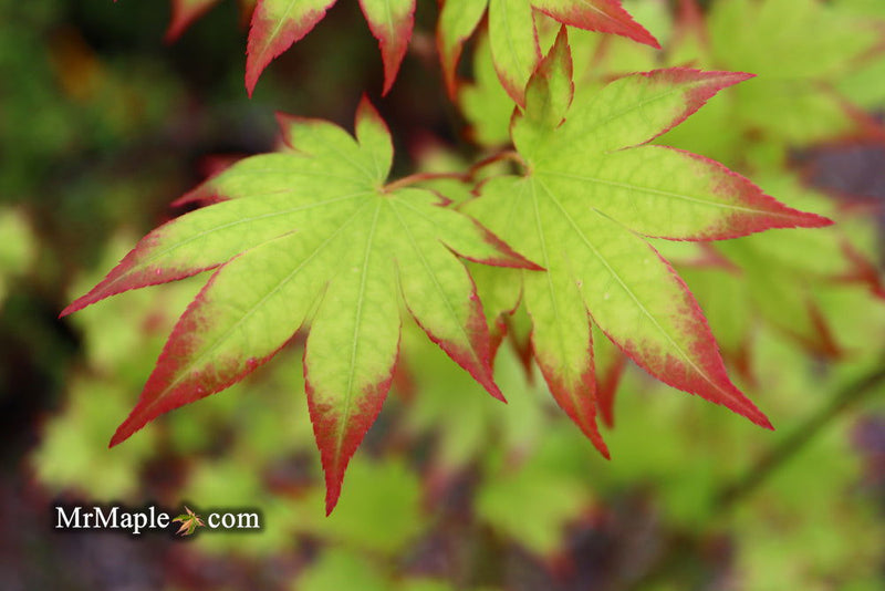 - Acer palmatum 'Ogi tsuma gaki' Purple Border Japanese Maple - Mr Maple │ Buy Japanese Maple Trees