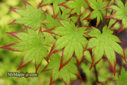 - Acer palmatum 'Ogi tsuma gaki' Purple Border Japanese Maple - Mr Maple │ Buy Japanese Maple Trees