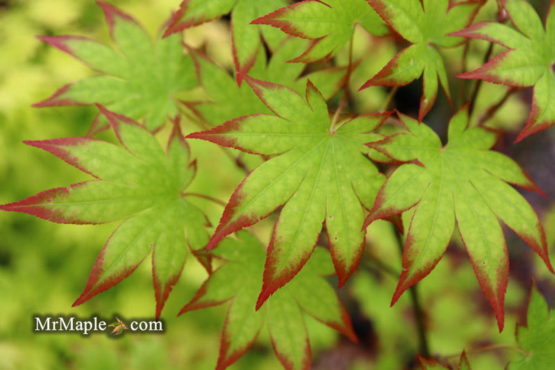 - Acer palmatum 'Ogi tsuma gaki' Purple Border Japanese Maple - Mr Maple │ Buy Japanese Maple Trees