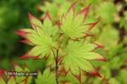 - Acer palmatum 'Ogi tsuma gaki' Purple Border Japanese Maple - Mr Maple │ Buy Japanese Maple Trees