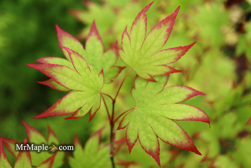 - Acer palmatum 'Ogi tsuma gaki' Purple Border Japanese Maple - Mr Maple │ Buy Japanese Maple Trees