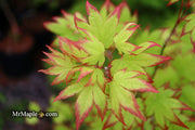 - Acer palmatum 'Ogi tsuma gaki' Purple Border Japanese Maple - Mr Maple │ Buy Japanese Maple Trees