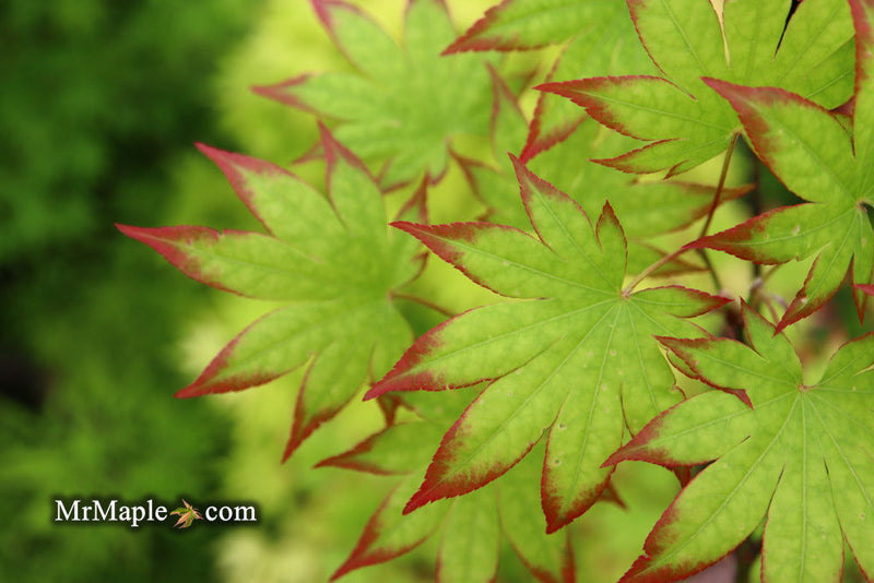 - Acer palmatum 'Ogi tsuma gaki' Purple Border Japanese Maple - Mr Maple │ Buy Japanese Maple Trees