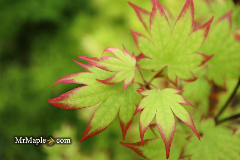 - Acer palmatum 'Ogi tsuma gaki' Purple Border Japanese Maple - Mr Maple │ Buy Japanese Maple Trees