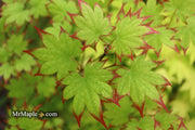 - Acer palmatum 'Ogi tsuma gaki' Purple Border Japanese Maple - Mr Maple │ Buy Japanese Maple Trees