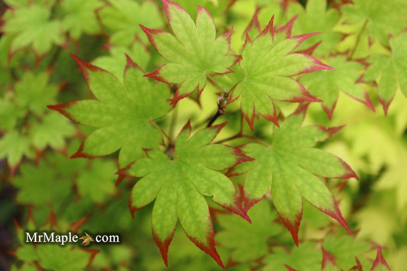 - Acer palmatum 'Ogi tsuma gaki' Purple Border Japanese Maple - Mr Maple │ Buy Japanese Maple Trees